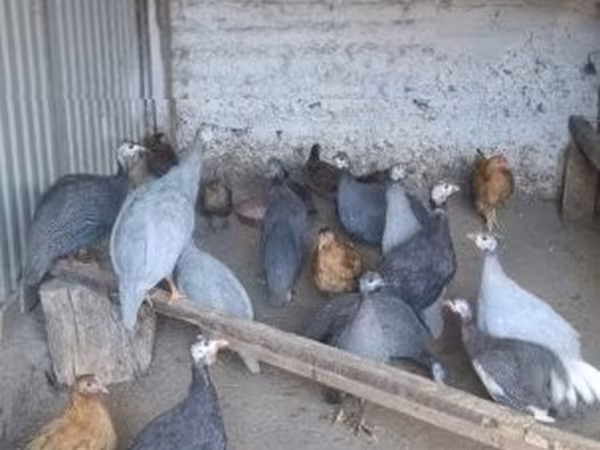 Pearl Grey