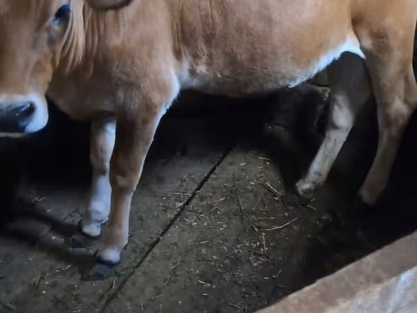 Lo’, Simmental cattle