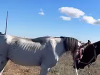 ცხენი, ცხენები — ფოტო 2
