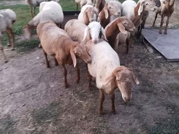 Dume la kondoo, Rhon sheep