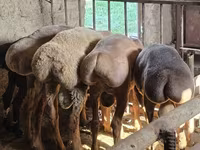 Ovan, Rhon sheep — fotografija 2