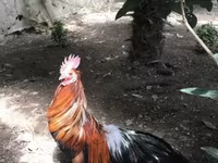 Japonský bantam — foto 1