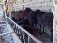 Vædder, Blackheaded Persian sheep — foto 3