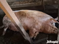 Babi betina, Дюрок — foto 3