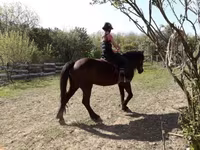 母马, Horses — 照片 4