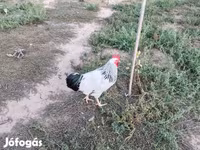 Σάσεξ — φωτογραφία 4