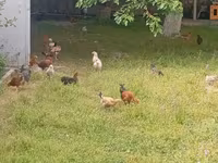 Chickens — عکس 6
