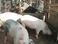 Porci (lot, sex nespecificat), Porci — foto 3