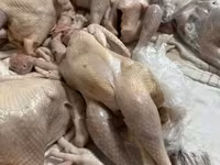 Chickens — 写真 5