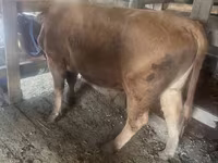 Toro, Bovini — foto 2