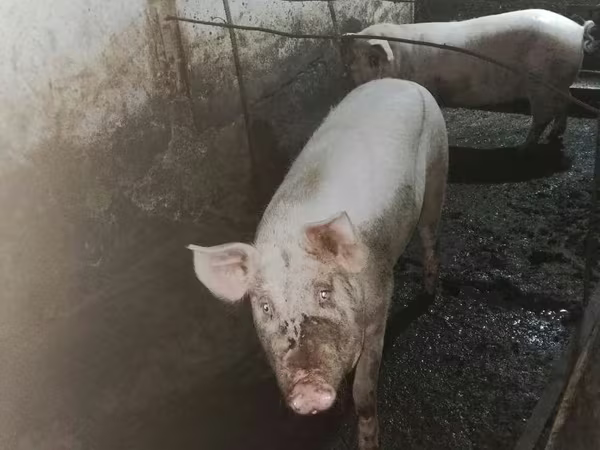 Sow, Pigs — Uzbekistan