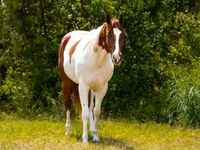 公马, American paint horse — 照片 3