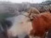 Kuh, Simmental cattle — Foto 5