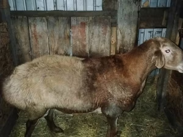 숫양, Hissar sheep