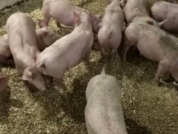 Svin (parti, køn ikke angivet), Гипор