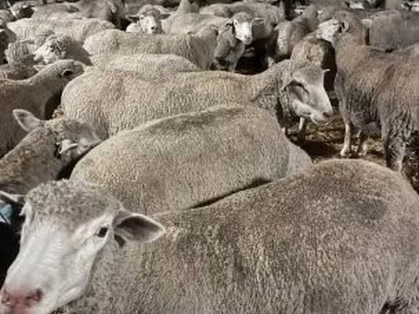 Schaap, Ile-de-France sheep
