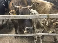 பசு, Ukrainian Brown Dairy Cattle — புகைப்படம் 2