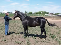 Hingst, Standardbred — foto 4