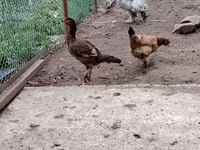 Brahma — foto 5