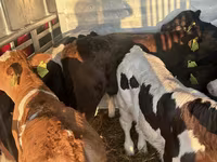 Skot (série, pohlaví neuvedeno), Russian Black pied cattle — foto 4
