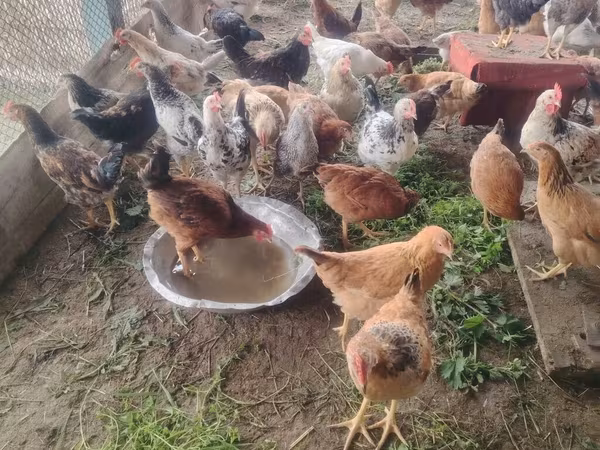 Chickens — Azerbaijan