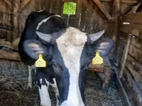 Tyre, Holstein-race — foto 8