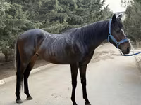 Cheval, Thoroughbred horse — photo 4