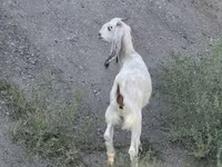 بز ماده, Beetal goats — عکس 2