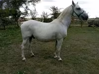 Cal, Lipizzaner — foto 1