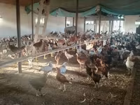 Chickens — 照片 6