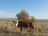 Lembu jantan, Kazakh White-headed cow — foto 1
