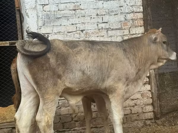Bik, Swiss cattle