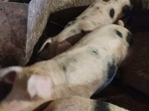 หมูป่าตัวผู้, หมู