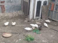 Ducks — 사진 7