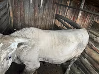 ষাঁড়, Simmental cattle — ছবি 3