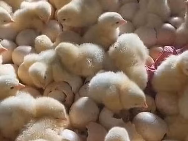 Brahma