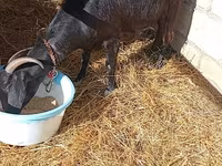 Koza, Saanen goat — foto 2
