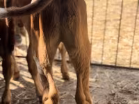 Lembu jantan, Aberdeen-Angus — foto 2