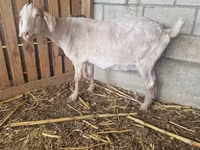 Capra, Nubian Goat — foto 1