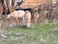 Pecora, Katum sheep — foto 3