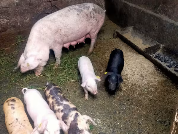 Eber, Schweine