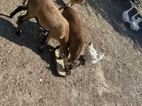 قوچ, Cameroon sheep — عکس 4