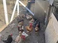 Chickens — sawirka 3