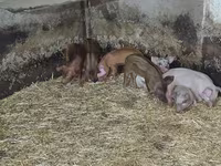 Babi betina, Pigs — foto 1
