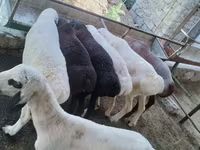 Bélier, Moutons — photo 3