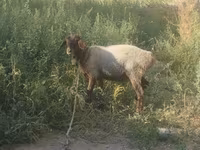 Wad, Sheep — sawirka 4