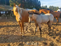 Cavallo, Quarter Horse — foto 1