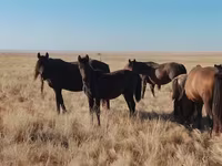 Cal, Mugalzhar horse — foto 7