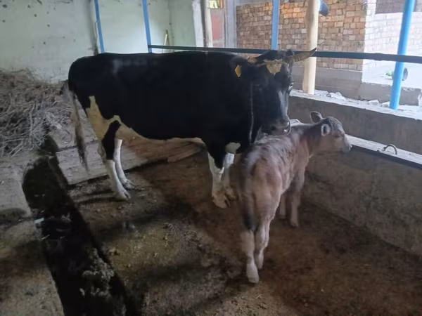 گائے, Russian Black pied cattle — کرغزستان