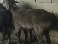 Ram, Hissar sheep — photo 8